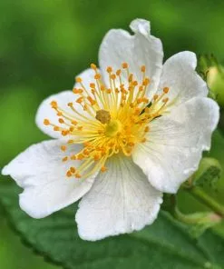 Future Forests Roses Rosa Multiflora - Wild Rose