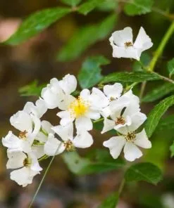 Future Forests Roses Rosa Multiflora - Wild Rose