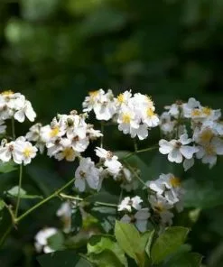Future Forests Roses Rosa Multiflora - Wild Rose