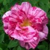 Future Forests Roses Rosa Mundi - Old Gallica Shrub Rose