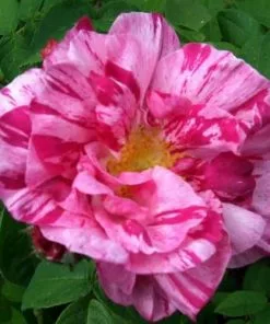 Future Forests Roses Rosa Mundi - Old Gallica Shrub Rose