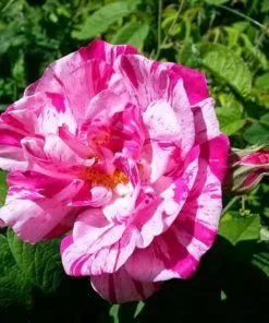 Future Forests Roses Rosa Mundi - Old Gallica Shrub Rose
