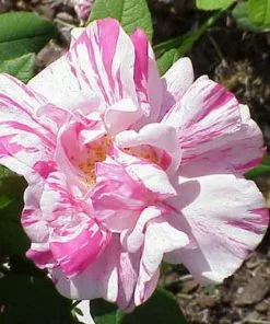Future Forests Roses Rosa Mundi - Old Gallica Shrub Rose