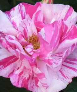 Future Forests Roses Rosa Mundi - Old Gallica Shrub Rose