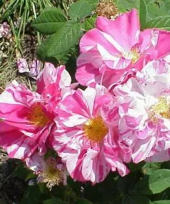 Future Forests Roses Rosa Mundi - Old Gallica Shrub Rose