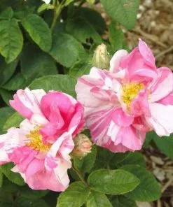 Future Forests Roses Rosa Mundi - Old Gallica Shrub Rose