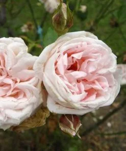 Future Forests Climbers Rosa New Dawn - Climbing Rose