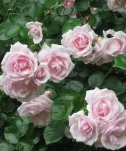 Future Forests Climbers Rosa New Dawn - Climbing Rose