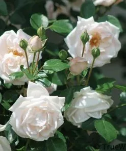Future Forests Climbers Rosa New Dawn - Climbing Rose
