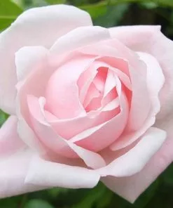 Future Forests Climbers Rosa New Dawn - Climbing Rose