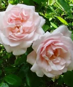 Future Forests Climbers Rosa New Dawn - Climbing Rose