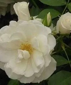 Future Forests Climbers Rosa Notre-Dame De Calais - Climbing Rose