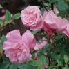 Future Forests Roses Rosa Old Blush China - Old Shrub Rose 2 Future Forests Roses Rosa Old Blush China - Old Shrub Rose