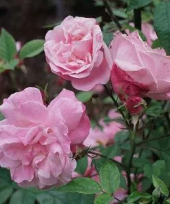 Future Forests Roses Rosa Old Blush China - Old Shrub Rose
