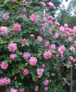 Future Forests Roses Rosa Old Blush China - Old Shrub Rose