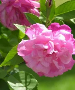 Future Forests Roses Rosa Old Blush China - Old Shrub Rose