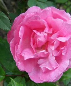 Future Forests Roses Rosa Old Blush China - Old Shrub Rose