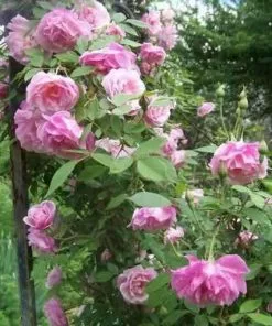 Future Forests Roses Rosa Old Blush China - Old Shrub Rose