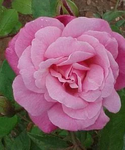 Future Forests Roses Rosa Old Blush China - Old Shrub Rose