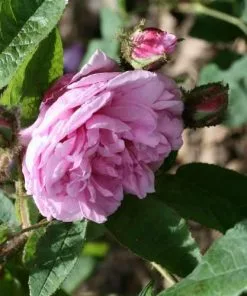 Future Forests Rosa Old Pink Moss - Old Moss Shrub Rose 7 Future Forests Rosa Old Pink Moss - Old Moss Shrub Rose