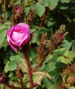 Future Forests Rosa Old Pink Moss - Old Moss Shrub Rose 8 Future Forests Rosa Old Pink Moss - Old Moss Shrub Rose
