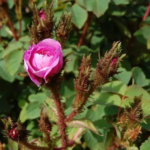 Future Forests Rosa Old Pink Moss - Old Moss Shrub Rose 5 Future Forests Rosa Old Pink Moss - Old Moss Shrub Rose