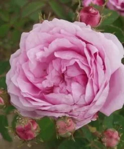 Future Forests Rosa Old Pink Moss - Old Moss Shrub Rose