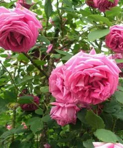 Future Forests Rosa Old Pink Moss - Old Moss Shrub Rose 9 Future Forests Rosa Old Pink Moss - Old Moss Shrub Rose