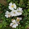 Future Forests Rosa Partridge - Groundcover Rose