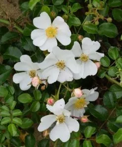 Future Forests Rosa Partridge - Groundcover Rose