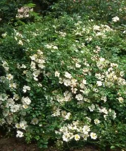 Future Forests Rosa Partridge - Groundcover Rose
