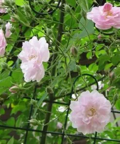Future Forests Climbers Rosa Paul's Himalayan Musk - Rambling Rose