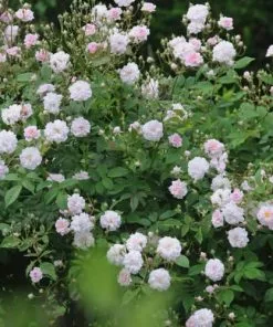 Future Forests Climbers Rosa Paul's Himalayan Musk - Rambling Rose