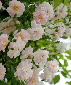 Future Forests Climbers Rosa Paul's Himalayan Musk - Rambling Rose