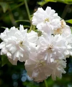Future Forests Climbers Rosa Paul's Himalayan Musk - Rambling Rose