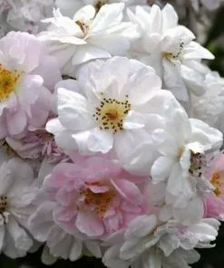 Future Forests Climbers Rosa Paul's Himalayan Musk - Rambling Rose