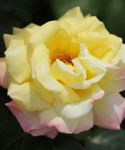 Future Forests Rosa Peace - Hybrid Tea Shrub Rose