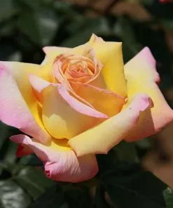 Future Forests Rosa Peace - Hybrid Tea Shrub Rose