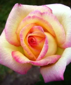 Future Forests Rosa Peace - Hybrid Tea Shrub Rose