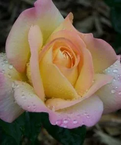 Future Forests Rosa Peace - Hybrid Tea Shrub Rose