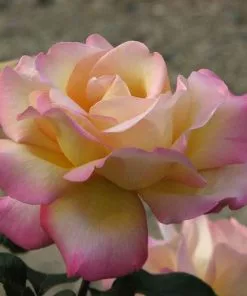 Future Forests Rosa Peace - Hybrid Tea Shrub Rose