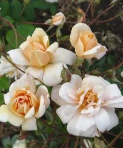Future Forests Rosa Perle D'Or - Old Shrub Rose Roses