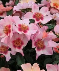 Future Forests Rosa Persica For Your Eyes Only