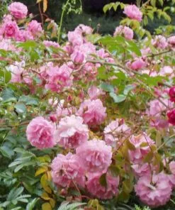 Future Forests Rosa Persica Pheasant