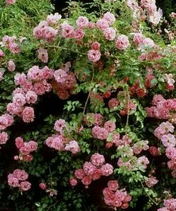 Future Forests Rosa Persica Pheasant