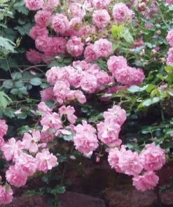 Future Forests Rosa Persica Pheasant