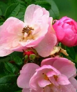 Future Forests Rosa Persica Pheasant