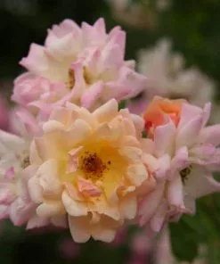 Future Forests Climbers Rosa Phyllis Bide