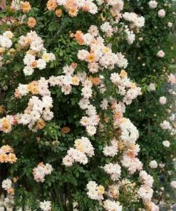 Future Forests Climbers Rosa Phyllis Bide