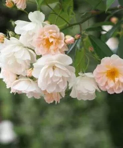 Future Forests Climbers Rosa Phyllis Bide